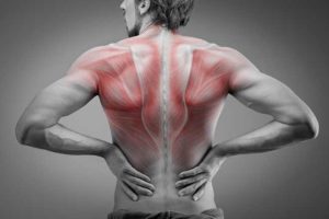 back muscle groups | Hands of Serenity Massage - Ipswich Massage Therapist